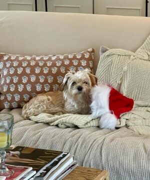 Ty Pennington Instagram - Christmas crumbs 🎄✨🍳 Hope everyone had a jolly holiday! ❤️