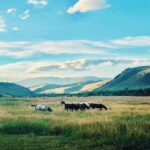 Ty Pennington Instagram - Sure is pretty ‘round these parts 🙌🏼🌾 #colorado #blueskies #summer #horses #rockymountains #coloradoliving #coloradolife #mountains Breckenridge, Colorado