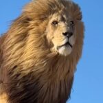 Tyrese Gibson Instagram - Someone secretly filmed me and Zelie at the beach…. So many people out there today I couldn’t find her……. King looking for his Queen……. Leo Season for me ALL YEAR!!! @zelietimothy Gods a very specific God how could you NOT believe there’s a God….. I hope I get to live till I’m 111 life is so beautiful all colors all levels the manifestation of JESUS is upon us we just have to open our eyes….