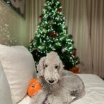 Uhm Ji-won Instagram - 벌써 12월 한 해 마무리의 시작. 울 강쥐들이랑 @love_wonnie1230 트리만들기🎄🌲 우리 2023년 예쁘게 마무리해요💓