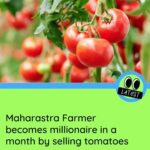 Urfi Javed Instagram - Tomatoes 🍅 are the new gold