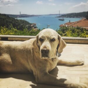 Vatan Şaşmaz Instagram - #zino #iyipazarlar #goldenretriever #goldenretrieversofinstagram