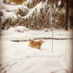 Vatan Şaşmaz Instagram - #zino #winter #snow❄️