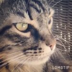 Vatan Şaşmaz Instagram – #cat #catsofinstagram #cats #catvideo 👅