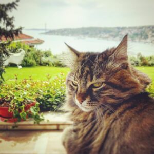 Vatan Şaşmaz Instagram - #catsofinstagram