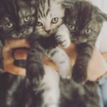 Vatan Şaşmaz Instagram - #thor #moli #loki #catsofinstagram #cats #cat