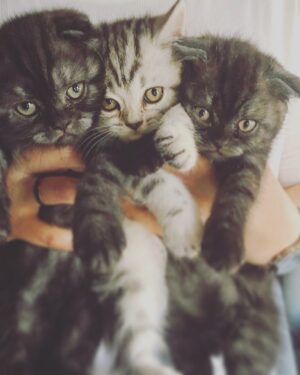 Vatan Şaşmaz Instagram - #thor #moli #loki #catsofinstagram #cats #cat