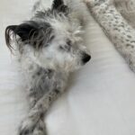 Virginia Madsen Instagram - This is why we adopt. Our companion Angel. Thanks @remingtonmjones for taking care of our sweet little lady. #adoptdontshop