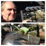 Wes Craven Instagram - A visitor to our yard... Pet praying mantis #bugs