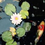 Wes Craven Instagram - Blooming water lily with koi. #relax #MondayMotivation