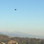 Wes Craven Instagram - Raven Observatory fly-by #birds #LosAngeles