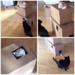 Wes Craven Instagram - Cat condo. Just add kibble. Curiosity does the rest. #ATaleofTwoKitties #CinnamonandLoquita #cats