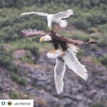 Wes Craven Instagram - Wow! #Repost @usinterior with @repostapp. ・・・ Check out this epic aerial battle between a #BaldEagle & two seagulls. David Canales (@dcanak1) captured this once-in-a-lifetime photo from his kayak on #PrinceWilliamSound in #Alaska while on an 11-day expedition from Valdez to Whittier. Photo courtesy of David Canales (@dcanak1).