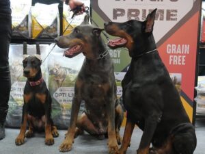 Willie McIntosh Instagram - ❤️ ขอขอบพระคุณแฟนๆ ของ Opti Life Prime  ที่มาร่วมสนุกกันในงาน Thailand International Dog Show 2022  ที่บูธของเรา

🎉 งานนี้ ขอขอบพระคุณทุกท่านที่ให้การต้อนรับทีมงาน Opti Life Prime อย่างอบอุ่นและสนุกสนานมากๆ ทีมงานหวังเป็นอย่างยิ่งว่า จะได้มีโอกาสพบกับน้องโฮ่ง โฮ่ง ในเร็ววันนี้ 
ขอบคุณมากครับ

ติดตามชมภาพโมเม้นท์ แห่งความสนุกได้ที่
https://www.facebook.com/optilifethailand

🐾สอบถามข้อมูลเพิ่มเติม หรือ สั่งซื้อได้ที่ 
https://shop.line.me/@optilifedogcat

ทักแชท ผ่าน Line official @Optilifedogcat หรือ 
คลิ๊กมาที่ https://line.me/R/ti/p/@653ojqmx