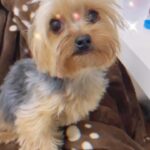 Xuxa Instagram - Nossa filha de pelos fazendo 6 anos hj, quase 3 anos comigo… Eu e Ju @junnoandrade somos pessoas de muita sorte por ter a Doralice com a gte. Ela enche as nossas vidas de muita alegria, de muita energia boa. Nós amamos muito ela… ❤️🐶💋 @doralicemenegheloficial