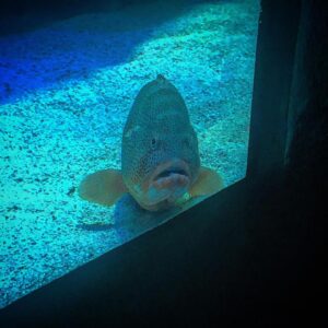 Yannick De Martino Instagram - J’ai enfin trouvé mon poisson favoris ! Je ne me souviens plus de son nom mais je crois que c’est « j’ai vu quelque chose que je n’aurais pas dû sur un site web et maintenant je suis traumatisé à jamais des mers ».