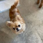 Yasuda Momone Instagram – ドッグカフェに行ってきました🐶
.
.
.
わんちゃんメニューもいっぱいあったのでオススメです☺️

保護犬活動もされていて、とってもかわいいわんちゃんと触れ合えました💓
トイプードルちゃんはずっと元気いっぱいでたくさんなでさせてくれました💞
 犬にも人にもフレンドリーでした🫧

チワワちゃんは怖がりみたいで
初めは自分のベッドからなかなか出てこなかったけど、時間が経つにつれて自分から近づいてきてくれました💖かわいすぎる😮‍💨

癒されました🐾
.
.
.
#保護犬のいるドッグカフェゼロ 
#犬
#保護犬カフェ 
#トイプードル
#チワワ
#犬スタグラム 
#いぬすたぐらむ 
#犬のいる暮らし 
#犬同伴カフェ
#osaka
#dog
#dogstagram