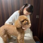 Yasuda Momone Instagram - トリマー試験合格しました🐶✂️ . . . 大好きなワンちゃんのことをもっと知りたくて、興味のあったトリマーの学校に通っていました🎀 人間みたいに話せない動物を扱うのは初めはすごく大変で、勉強させてくれたワンちゃん達に感謝の気持ちでいっぱいです💗💗 筆記試験と実技試験があって真っ白のかわいいトイプードルのカットをしました🐩✂️ 写真のトイプードルちゃんは試験練習のために協力してくれたんです🥺ありがとうございました☁️🫧 資格取得できたことで自信はつきましたがまだまだ未熟です。 また次のステップに進んでいきたいと思います☺️ みなさんいつも応援してくれてありがとうございます🫶🏻 がんばる🍑 #トリマー #いぬすたぐらむ #4枚目はこはちゃん #桃尻カット