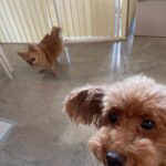Yasuda Momone Instagram – ドッグカフェに行ってきました🐶
.
.
.
わんちゃんメニューもいっぱいあったのでオススメです☺️

保護犬活動もされていて、とってもかわいいわんちゃんと触れ合えました💓
トイプードルちゃんはずっと元気いっぱいでたくさんなでさせてくれました💞
 犬にも人にもフレンドリーでした🫧

チワワちゃんは怖がりみたいで
初めは自分のベッドからなかなか出てこなかったけど、時間が経つにつれて自分から近づいてきてくれました💖かわいすぎる😮‍💨

癒されました🐾
.
.
.
#保護犬のいるドッグカフェゼロ 
#犬
#保護犬カフェ 
#トイプードル
#チワワ
#犬スタグラム 
#いぬすたぐらむ 
#犬のいる暮らし 
#犬同伴カフェ
#osaka
#dog
#dogstagram