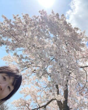 Yasuko Mitsuura Instagram - キレイな桜を見るとその下でお寿司が食べたくなる。
誰もいない桜を見つけた！
お寿司を取り出し、まずは記念写真を、ともたもた写真を撮っていたら、カラス3カップル、6匹に囲まれていた。怖い！　逃げた。
だから誰も桜の下でお寿司を食べないんだな、と思った。