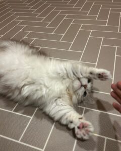 Yoon Jun-won Instagram - 🐱