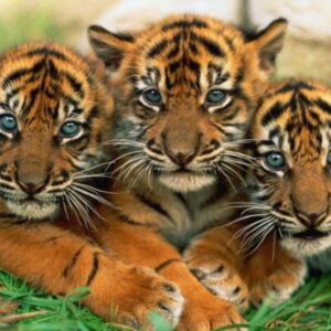 Yvette Rachelle Instagram - #Gorgeous #Tiger #cubs  It makes you wonder why anyone would ever want to kill em? #Peace out #Actress  #AnimalActivist #AnimalLover #Vegan #vegetarian #naturephotography #YvetteRachelle