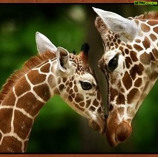 Yvette Rachelle Instagram - #Giraffe #Love bond between Mom and Baby #Save our precious planet and it's #Wildlife #AnimalActivist #AnimalLover #Vegan #naturephotography #naturephotographer #vegetarian #Actress #YvetteRachelle