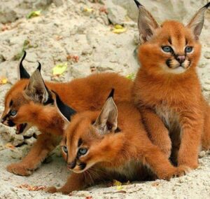 Yvette Rachelle Instagram - Save #Wildlife #Cat  whether big cats or small cats they all deserve to live  Peace & Love #AnimalActivist  #Actress #Swedish #Supermodel #Vegan #swedishgirl  #YvetteRachelle