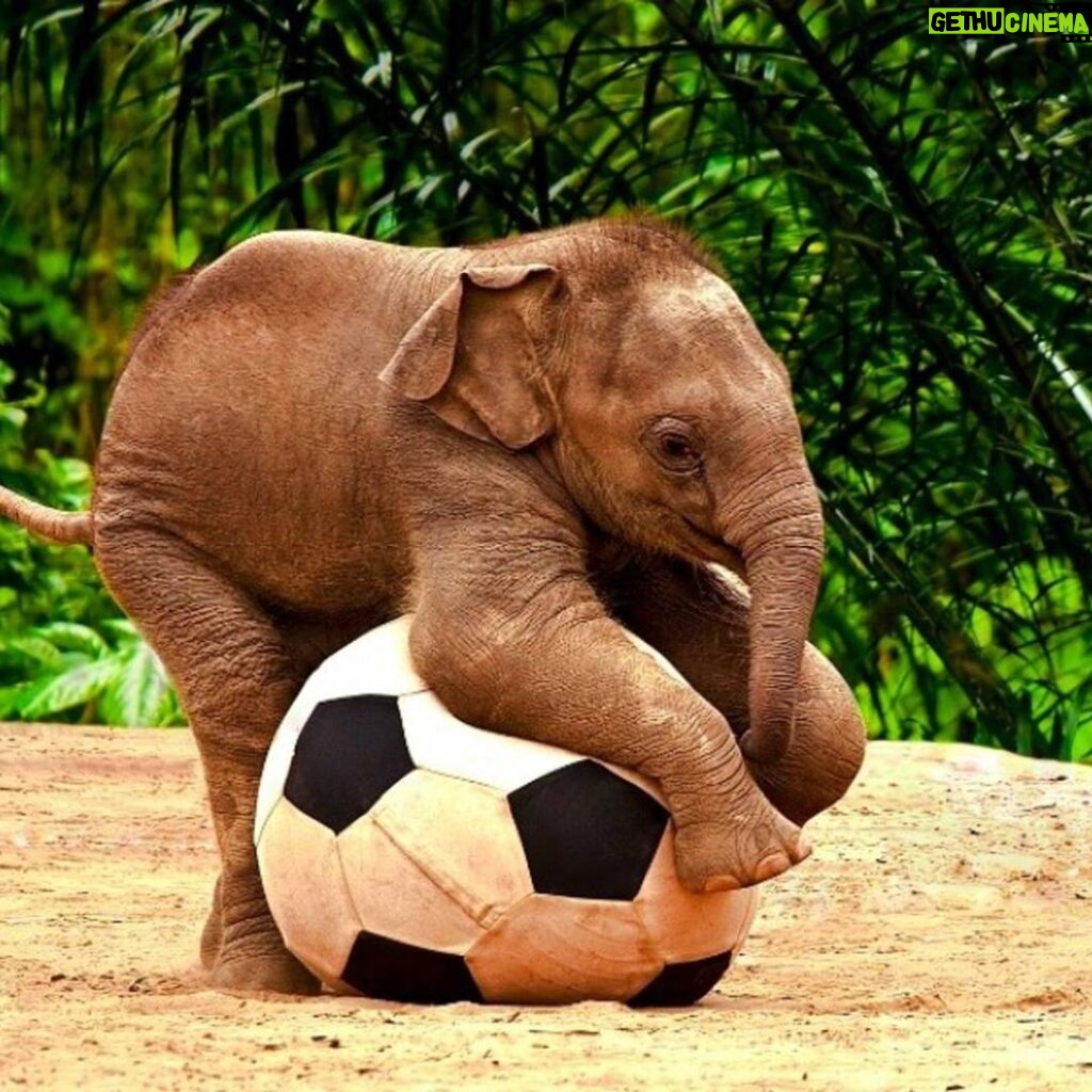Yvette Rachelle Instagram - #Soccer Tryouts for #Elephant #wildlife #Fila #WorldCup Move over #messi #rimaldi #XOXO #Celebrity #Actress #Swedish #Vegan #AnimalLover #AnimalActivist #YvetteRachelle