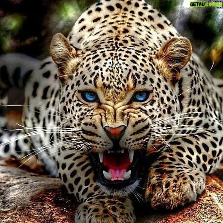 Yvette Rachelle Instagram - Don't mess with #Cat as I'm no Kitty Kat! Love #Leopards #wildlife #Actress #Supermodel #Animal Activist #YvetteRachelle