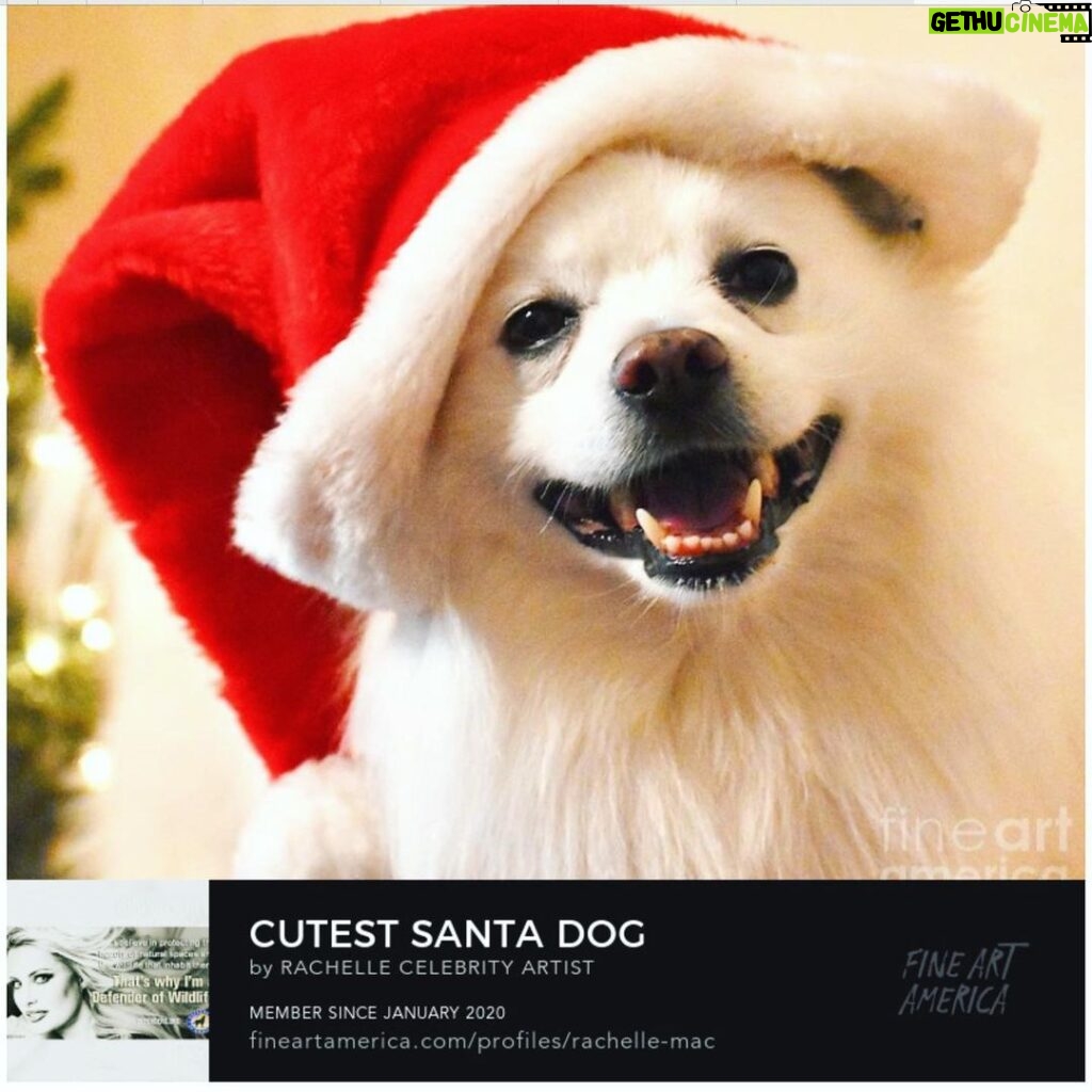 Yvette Rachelle Instagram - 🌲 🎅 ⛄ ❄ 😇 #merrychristmas #joytotheworld Wishing everyone a beautiful and joyous Christmas 🎅🎄⛄ ❄😇Here is a photo I took for #photographylovers of my sweet dog ~he is Nordic like me 😂He is a #spitz #americaneskimodog #dogsofinstagram just loves getting dressed up during the Holidays as #santaclaus or wearing his #addidas #christmasuglysweater We love helping out animal #wildlife charities and donate our art sales to them ! This is a great time of the year for #petadoption as pets cats 🐱 dogs 🐶 birds bunnies 🐰 bring so much unconditional love and are very ❤‍🩹 healing as well. Can you believe more than 6 million animals enter shelters each year waiting for their forever homes? Adopting a pet is a wonderful way to save a life and you can easily find pets at #petfinder #bestfriendsanimalsociety #wagsandwalks in Los Angeles #pawschicago in Illinois or Texas #austinpetsalive There is #petsmartcharities #aspca Plus no fee way on Craigslist or local newspaper to rehome pets .The-best thing ever is to give during the Holidays and what better way than to share your love is with an #angel #doggie or #kitty thats waiting there for you ! #peaceonearth #doglover #cutedogs #chewy #petsmart #actress XOXO 💋 #yvetterachelle ⛄🎄⛄🎄⛄