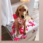 Yvette Rachelle Instagram - 💕 Happy #ValentinesDay may it remind you of all love 💕 in your life. To all the #dogs #doglovers you have loved too . Nothing like mans or woman’s best friend whether 4 legged or two legged 💕 Remember do not feed dogs #chocolate or anything with #xylitol the sugar free sweetener as both of these are highly poisonous to your beloved #pets #caninecompanions Hugs and Love💕 Actress #TopModel #swedishgirl #animallover #animalsupporter #naturephotography #nokillshelter #savetheplanet #naturephoto #dogsofinsta #yvetterachelle