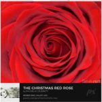Yvette Rachelle Instagram - The beauty of a red #rose 🌹 🌹I painted from a beautiful red #rose in my #quarantine flower garden 🌹🌹#quarantinelifecalm #quarantinelife As a lover of nature and wildlife I have been oil painting and photographing all the beauty of nature and giving proceeds to charity on www.fineartamerica.com You can view many of my paintings and photos of #wildlife #cheetahs #wolves #giraffes #horses #birds #cutedogs #flowers #hummingbirds #nature #Sweden #Alps #Mammoth #Yosemite #flowers #orchids There is so much beauty in the world and I love to share it ! Peace Out