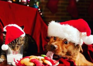 Yvette Rachelle Instagram - Look who ate #Santa #Christmas #cookies under the #christmastree for #DogLover🐶🐶🐶 #catsofinstagram Please #adopt #adoptdontshop #dogs #cats and save a life all the while bringing some more love into your life with a #pet #Love💜💛💙 #peace Happy Holidays #actress #TopModel #AnimalActivist  #YvetteRachelle of #UniversalPictures #comedy film #santastoleourdog on #amazon #redbox #vudu #Microsoft #itunes xoxo
