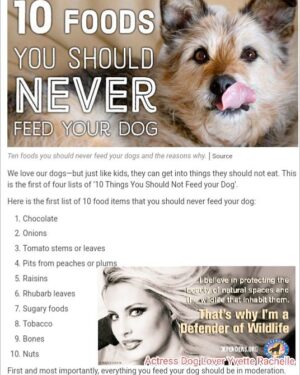 Yvette Rachelle Instagram - As a  big #DogLover🐶🐶🐶 #dogsofinstgram #nationaldogday please never feed these foods to your #Dog #Puppy a.#dogbaby any foods on list including #Chocolate #Raisins #tobacco #Tomato most #Nuts #Onions... please read list and  pass on #share as some folks don't realize these foods could be potentially harmful  or deadlyto their beloved #pet Mans #bestfriend the dog🐶🐕🐈 #Love #Hugs 2 your #Dogs #YvetteRachelle  #Actress #TopModel #AnimalActivist  #AnimalLover #swedishgirl #Star of #SantaStoleOurDog #Film  with fellow dog lover @TheOnlyEdAsner  #DollyParton