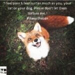 Yvette Rachelle Instagram - All #animals #Wildlife #Fox deserve to live let's try to help save as many as we can ♡♡♡ #Peace #Actress#AnimalActivist #AnimalLover #Vegan #doglover #swedishgirl #TopModel #YvetteRachelle