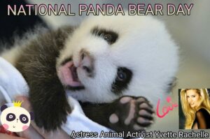 Yvette Rachelle Instagram - Happy #nationalpandaday #Cute Cuddly #Vegan #Panda eats 99% Bamboo diet the same of #Supermodels lol Sadly, only  around 1590 #PandaBears left in the wild let's help protect them and their habitat. #Love #Peace #Actress #AnimalActivist #Supermodel  #AnimalLover #TopModel #naturephotoshoot #YvetteRachelle