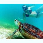 Yvette Rachelle Instagram - #Hurricane #HurricaneMatthew it's official sadly nearly 1000 #Loggerhead #turtles nests were destroyed from hurricane Long live the #beautiful #turtles Hey if it wasn't for the #turtles we wouldn't have #teenagemutantninjaturtles #Actress #AnimalActivist #Swedish #Supermodel #AnimalLover #YvetteRachelle