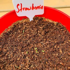 Zoie Palmer Instagram - I mean I don’t wanna brag but I’ve been growing these strawberries for about two months now and I think we can all see they’re juuuuuuuuust about ready to eat. Soooooo good-bye supermarket strawberries cuz there’s a new green thumb in town. #moveaside