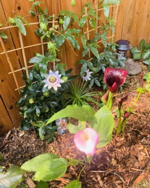Zoie Palmer Instagram - The flowers in the background are called Passion flowers. They each open for 24 hours and then close never to open again. I’m fascinated by them and oddly a little afraid of them too.