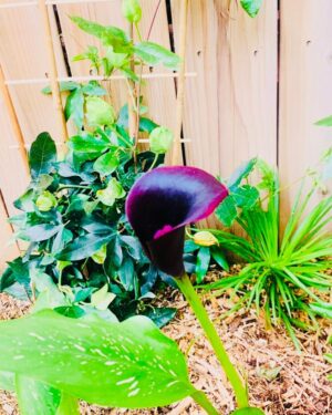 Zoie Palmer Instagram - I made a flower! Well, I didn’t make it, the sun and the rain and… anyway I made a flower :)
