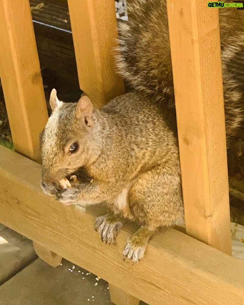 Zoie Palmer Instagram - My friend...She’s comes everyday and I give her an almond and we hang out. I need some help to name her, any ideas?