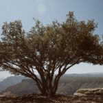 Aarón Díaz Instagram - En este episodio aprendimos que Los tarahumaras se llaman a sí mismos rarámuri, que significa corredores a pie; proviene de las raíces: rara (pie) y muri (correr). Habitan la parte de la Sierra Madre Occidental que atraviesa el estado de Chihuahua y el suroeste de Durango y Sonora. ¿Sabían eso? 🌵🇲🇽 México