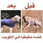 Abdel Aziz El Moslem Instagram - شنو تعليقك على هالقصه ؟ اللي شفتوه هو نص القصة الحقيقيه وكل الشكر للي نشرها حسابه في تيك تك ؛ Khilan350 أما النصف الأخر من قصة هالكلب هي كالتالي ؛ الكلب طلع من سلاله معروفه في لندن تفوز بأشهر السبقات للكلاب واشتراه تاجر كبير من لندن ليهديه لصديقه الثري جدا في الكويت المحب لرحلات القنص ، و عاش الكلب في الكويت و كان وفياً مخلصاً لصاحبه وبعد مرور عام ، في احدى طلعات البر نساه صاحبه بالبر ومشه عن الكلب دون ان يتفقده ، وتركوه وحيدا وسط الصحراء الكويت ، و أصبح الكلب مشرد بالبر ، ومن الكلاب الضالة ، و كاد الجوع ان يقتله وبعد عدة ايام أقترب الكلب من احد المخيمات ووجد بقايا طعام ، و من شدة الجوع اقترب ليأكل واذا بكلب صغير جائع قد فقد امه يبح ( الجرو ) بصوت خافت من شدة الجوع فترك الكلب الطعام للجرو الصغير وابتعد عدة مترات ، وإذا بمرت سياره فيها شباب شافوه ومعاهم سلاح .. أطلقوا عليه الرصاص فأصابوه برجله .. ابتعد الكلب عنهم وهو ينزف من رجله الي ان سقط قرب بوابة احدى الشركات النفطيه في الكويت ، وظل يوميين يصارع الالم والجوع والجفاف ، وعند خروج أحد المهندسين من البوابه كان شباك باب الخلفي لسيارته (الجمس ) مفتوح .. فوقف ليغلق الباب ، وبالصدفه وقعت عينان على الكلب وهو يصارع الموت بقية القصة كما هي منشوره لديكم أما الجزء الاول من القصه كانت من خيالي وانا أراه يفوز بسباقات لندن ويحصد الجوائز ، وبعد وصوله في اوربا بالقمه ، أصبح مشرد وبعد معاناة عاد إلي للولايات المتحده الامريكيه ، ليصبح من الكلاب الثريه جدا .. وأصبحت قيمته بالملايين ككلب له تاريخ في الفوز في السباقات ، و أصبحت سلالته التي أنجبها قيمتها بمئات ملايين الدولارات ومطلوبه بالعالم . العبره من القصه : حسافة الشباب اللي رموه ماعرفوا قيمته إذا عجبتكم هالقصة يهمني تعليقكم وأشكر اللي نشر لنا هالمقطع جزاه الله خير #قصة #عبره #بر #الصبر #الرزق #حسن_الظن #القدر #النصيب #قيمتك #الإنسان #ثري #مليونير #غني #الكويت #عبدالعزيز_المسلم