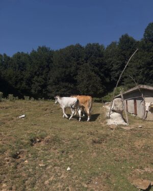 Addison Riecke Instagram - I love cows and wells