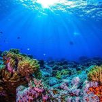 Aidan Gallagher Instagram - ⚠️Coral reefs are biological “hotspots” of the ocean & we have lost 50% of coral cover. This loss is projected to reach 90% with even 1.5 degree Celsius of global heating 🌡️. Learn more about them by diving virtually into the waters of Belize! Link in bio @unep #WildforLife #GlowingGone