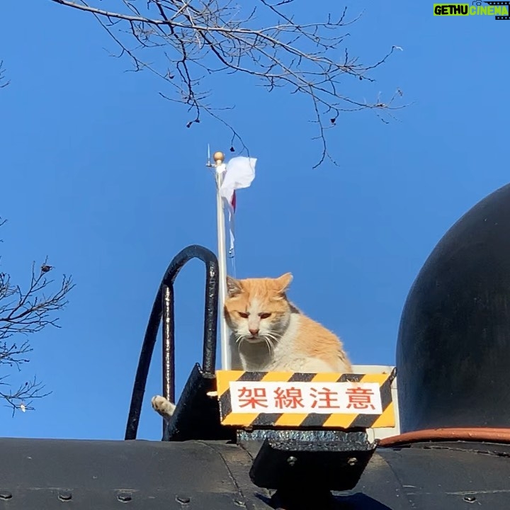 Aimyon Instagram - みんな〜〜、 上野にいた可愛い猫ちゃんみて元気だそう〜 🇯🇵🇯🇵🐈🇯🇵🇯🇵