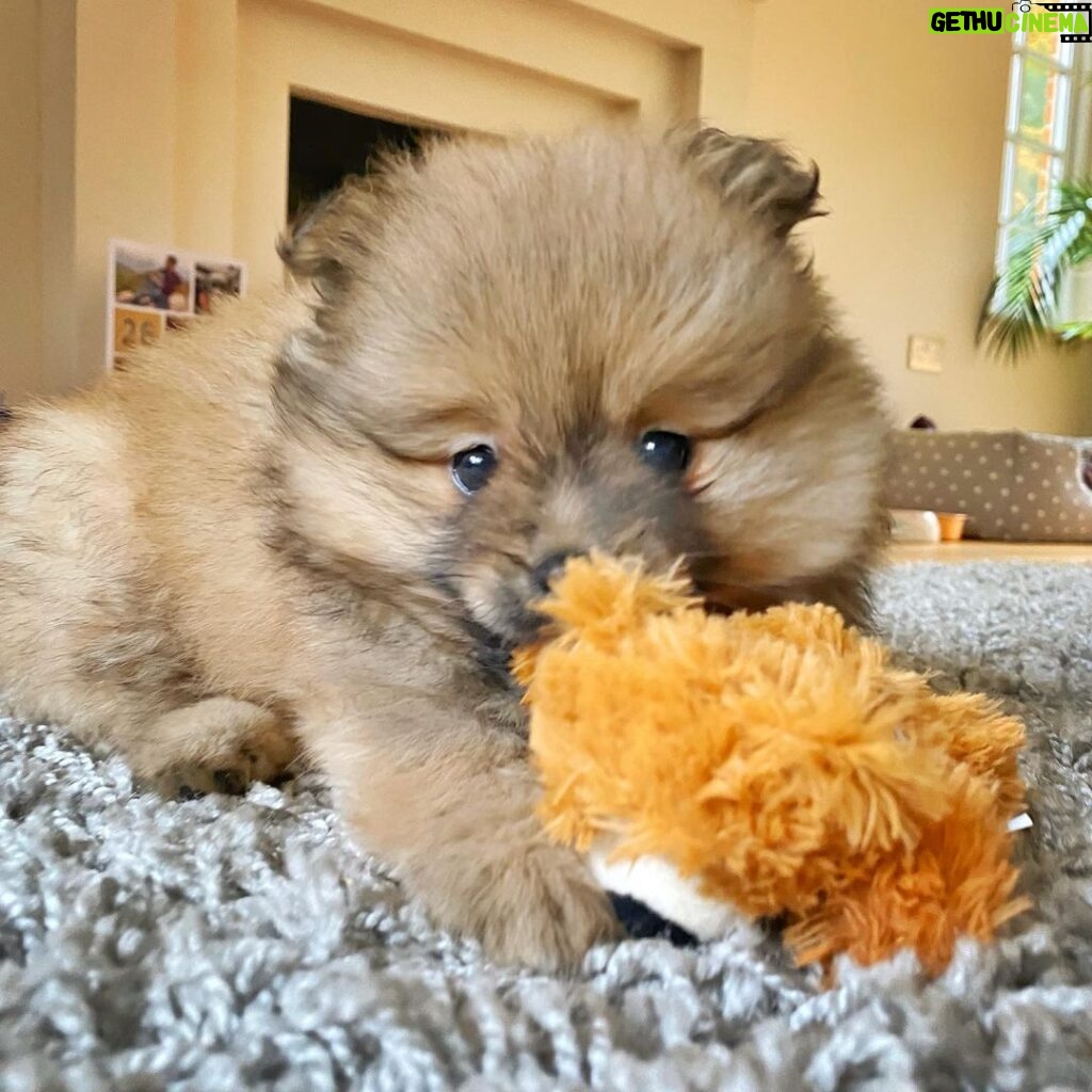 Alastair Aiken Instagram - Meet our new 8 week old Pomeranian puppy! 🐶💙