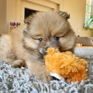Alastair Aiken Instagram - Meet our new 8 week old Pomeranian puppy! 🐶💙