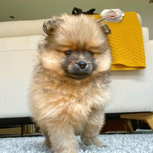 Alastair Aiken Instagram - Meet our new 8 week old Pomeranian puppy! 🐶💙